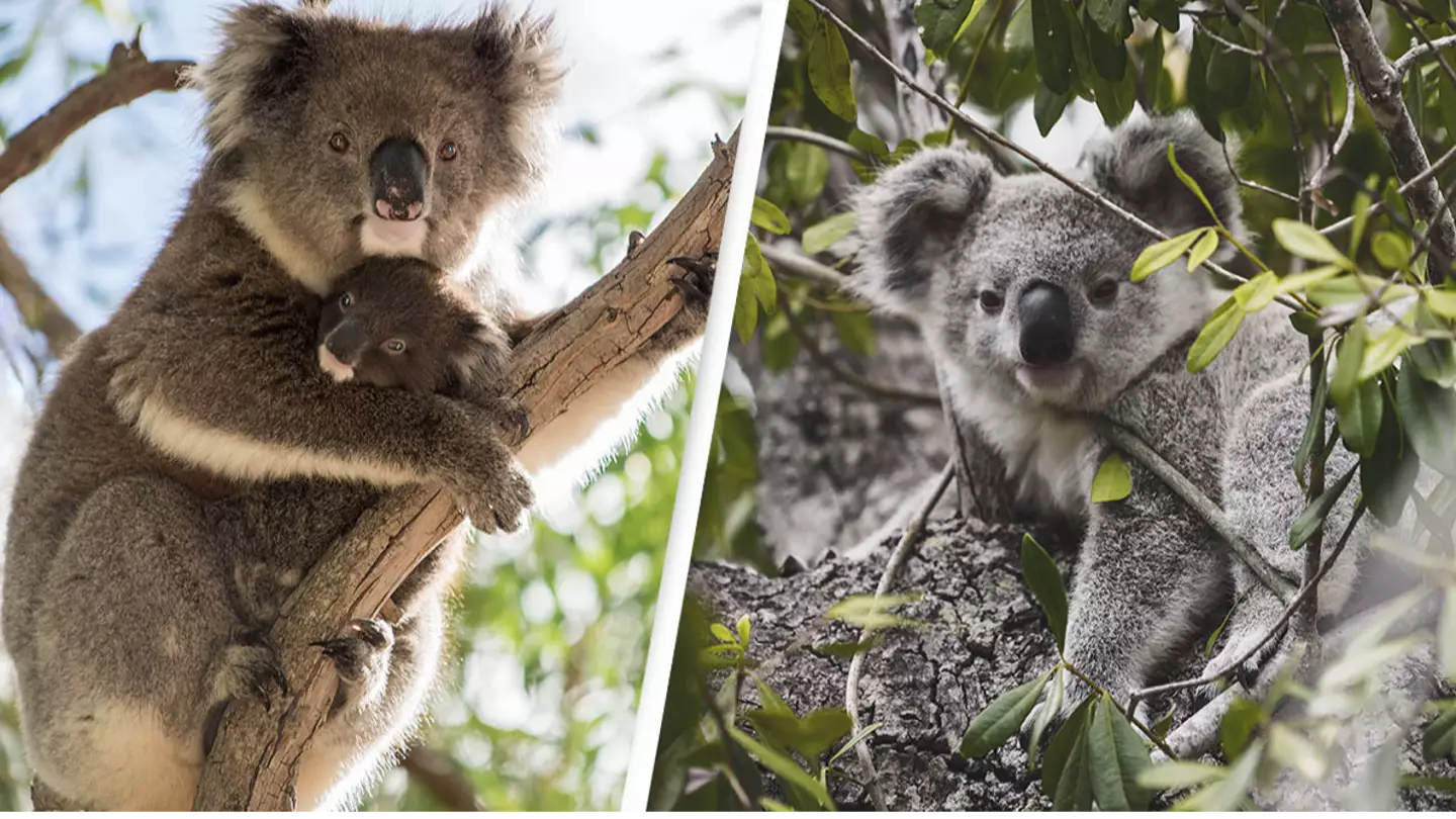 Australia Lists Koalas As Endangered Species After Dramatic Decline In Numbers