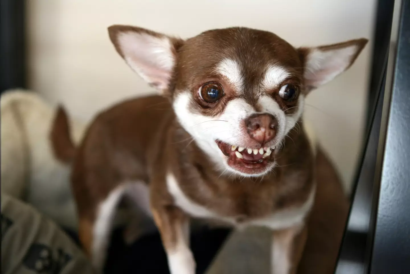 Garret described Chihuahua's as 'demons'.