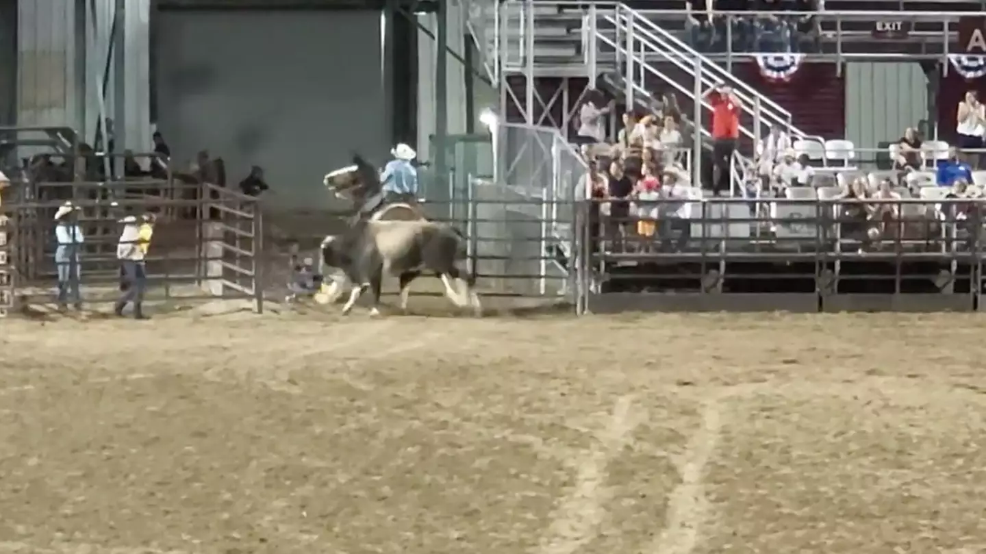 Bull causes chaos at county fair after it breaks free and injures politician's family