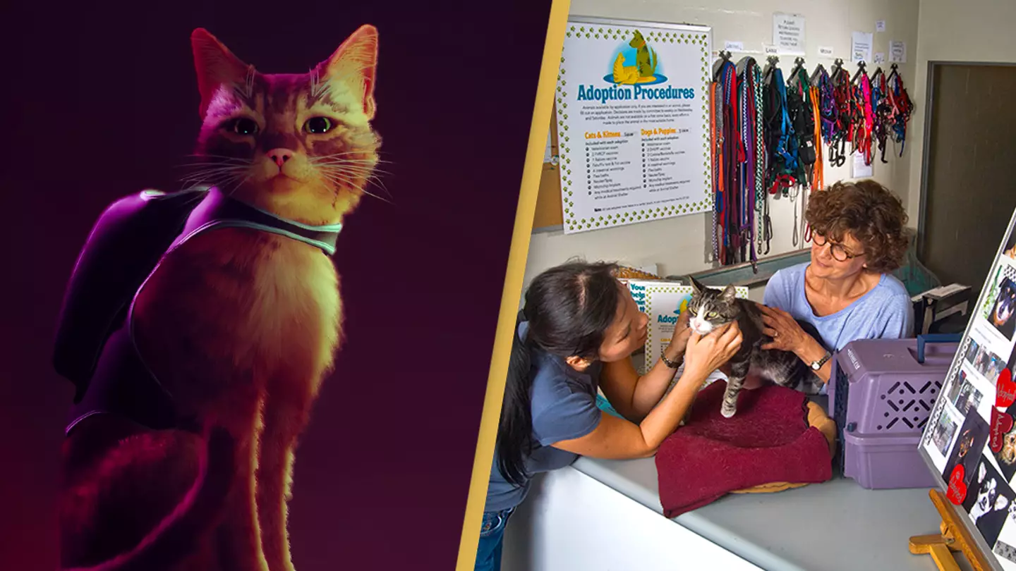 Video game Stray helps raise thousands of dollars for charities who care for stray cats