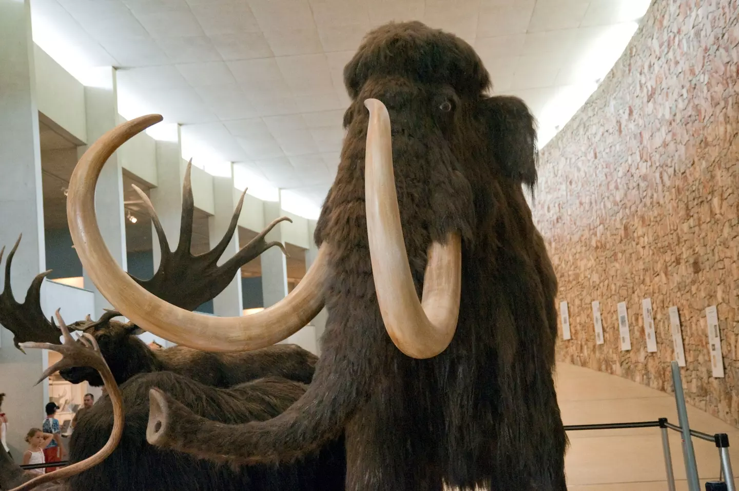 Stuffed woolly mammoth (Alamy)