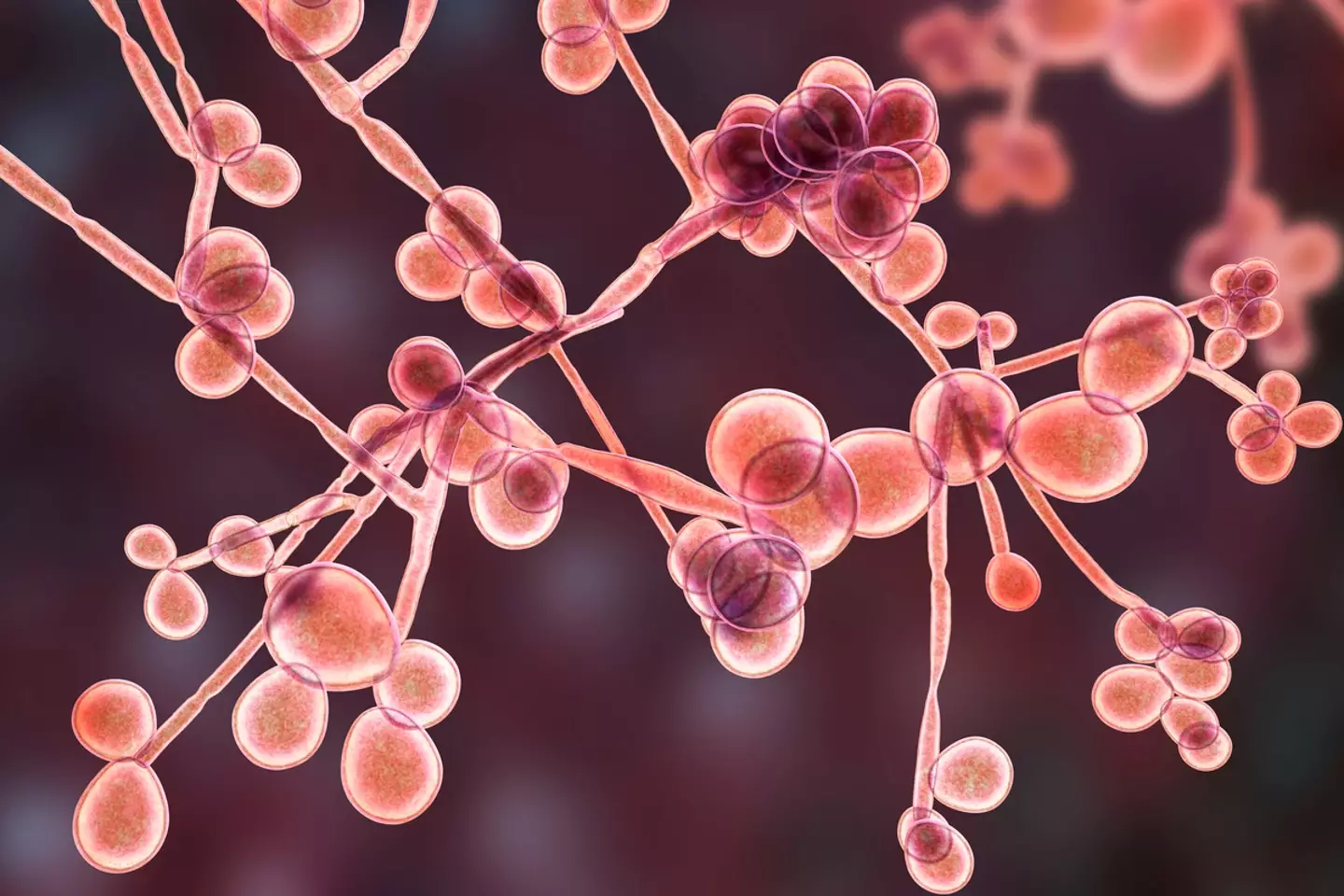Vabbing can lead to severe bacterial infections. (Getty Stock Images/ Kateryna Kon/ Science Photo Library)