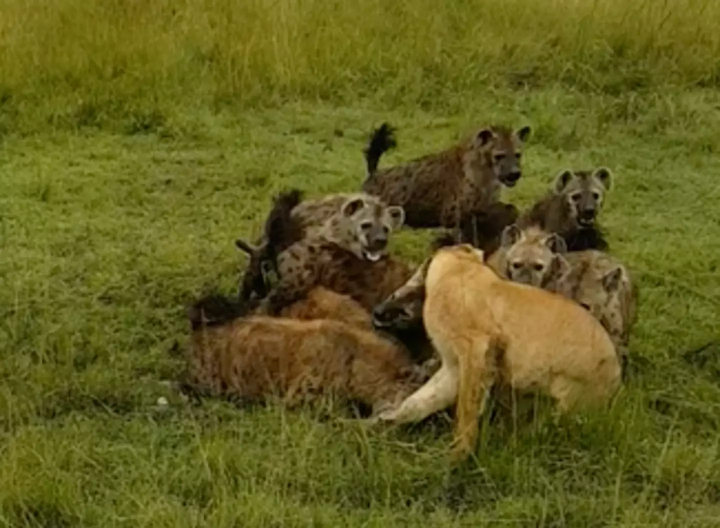 The hyenas quickly overpowered the lioness.
