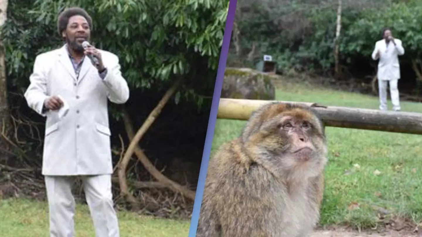 Marvin Gaye Impersonator Hired To Help Monkeys Procreate