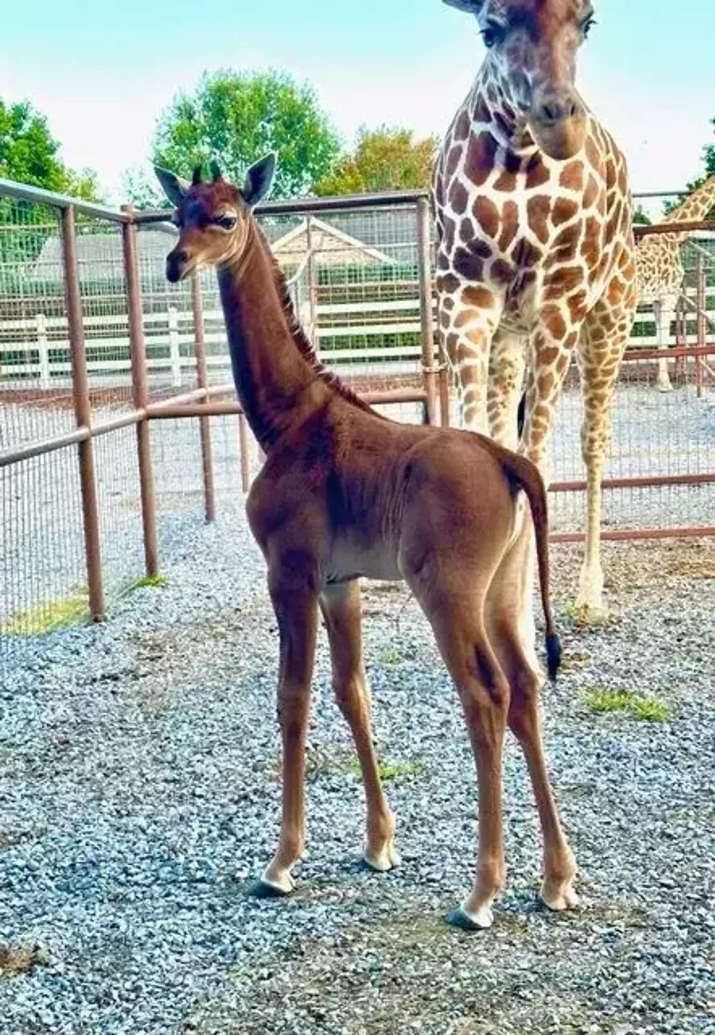 The baby giraffe stands at around six feet tall and has no spots.
