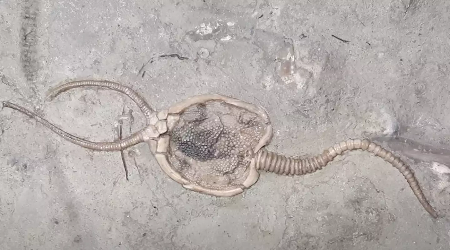 The team used fossil records to help create the soft robotic version of the pleurocystitid.