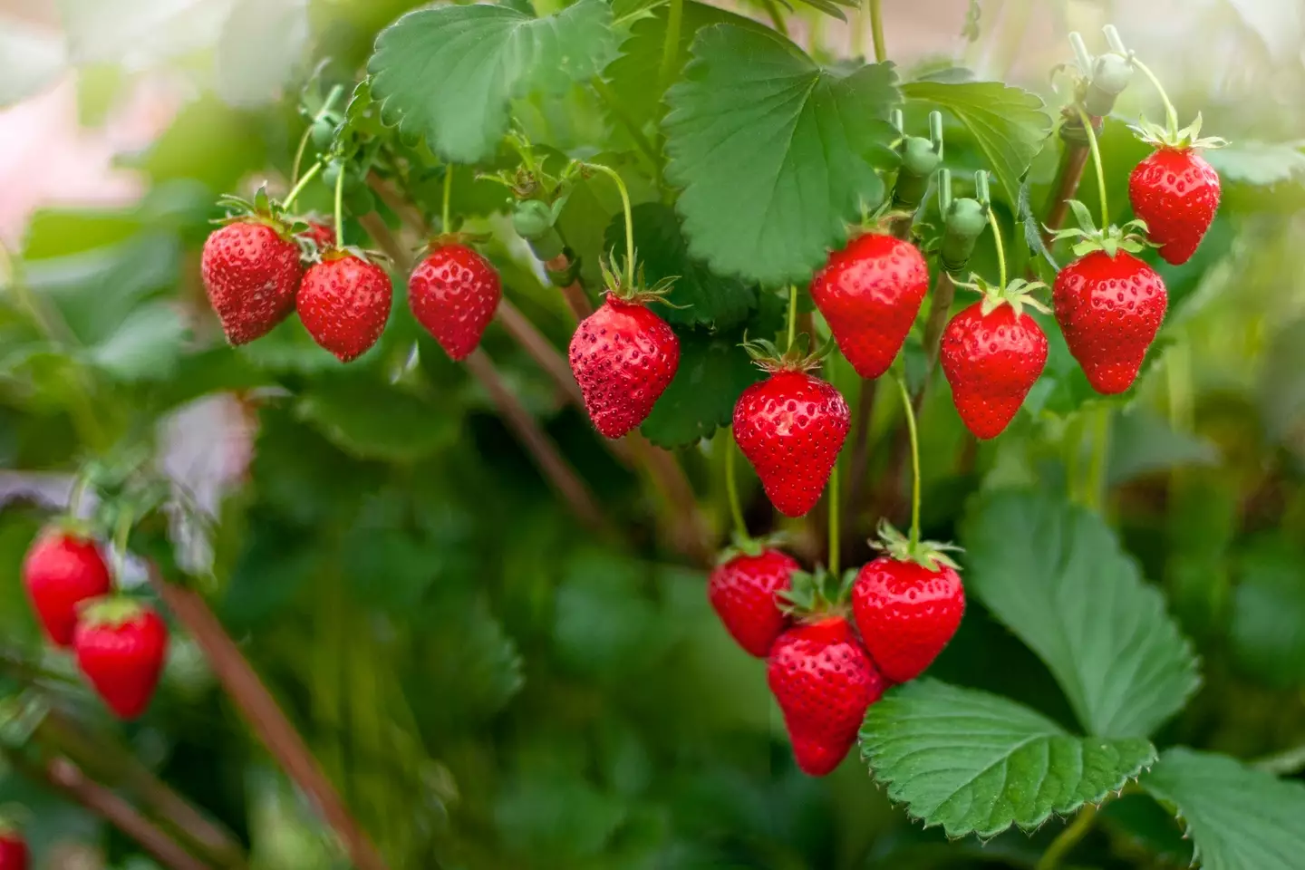 Strawberries aren't even berries (Getty Images)