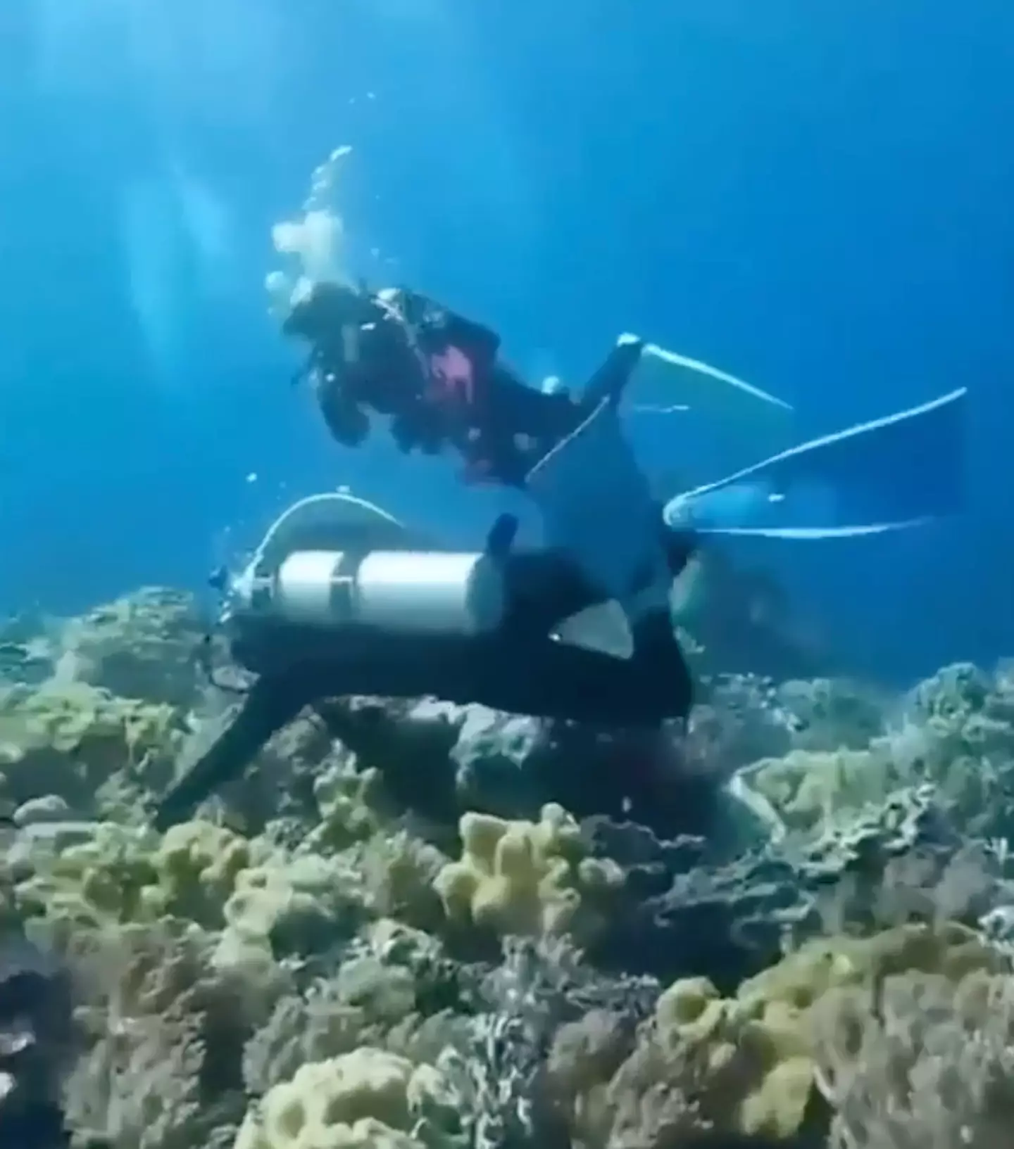 The footage shows multiple scuba divers swimming amongst a coral reef, everything looks fine and dandy and rather scenic before the earthquake. (Literally_black1984/Reddit)