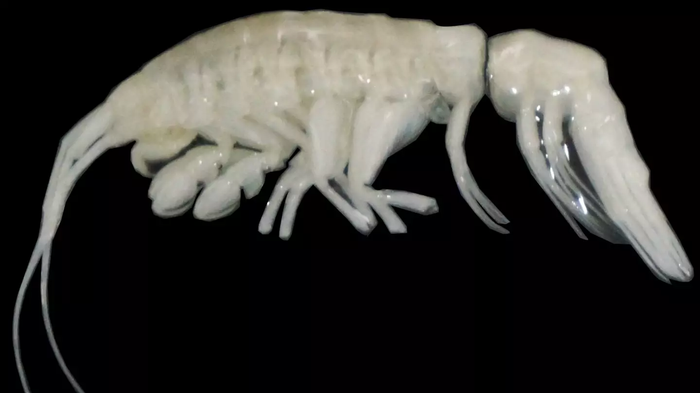 An 'alien-like' creature has been discovered by scientists (Johanna Weston, ©Woods Hole Oceanographic Institution)
