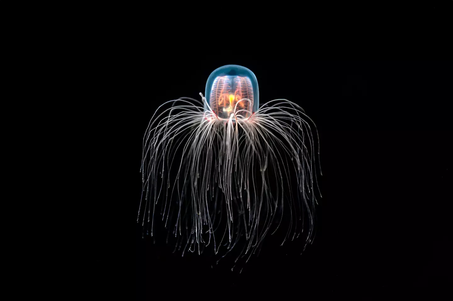 The Turritopsis dohrnii was thought to be the only marine life that could reverse the aging process (Yiming Chen/Getty Stock)