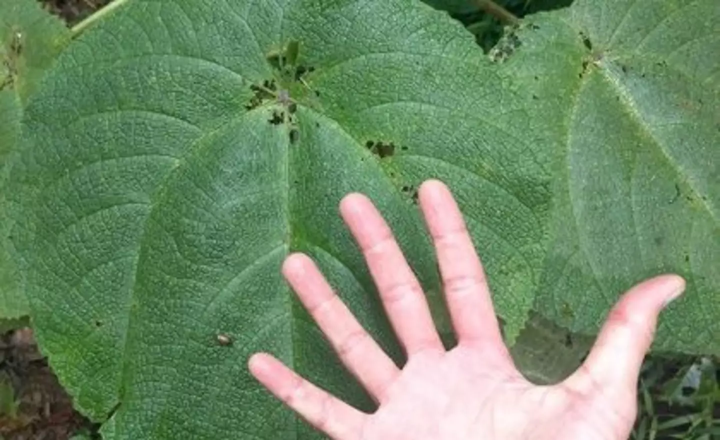 The world's 'most dangerous' plant (The University of Queensland)