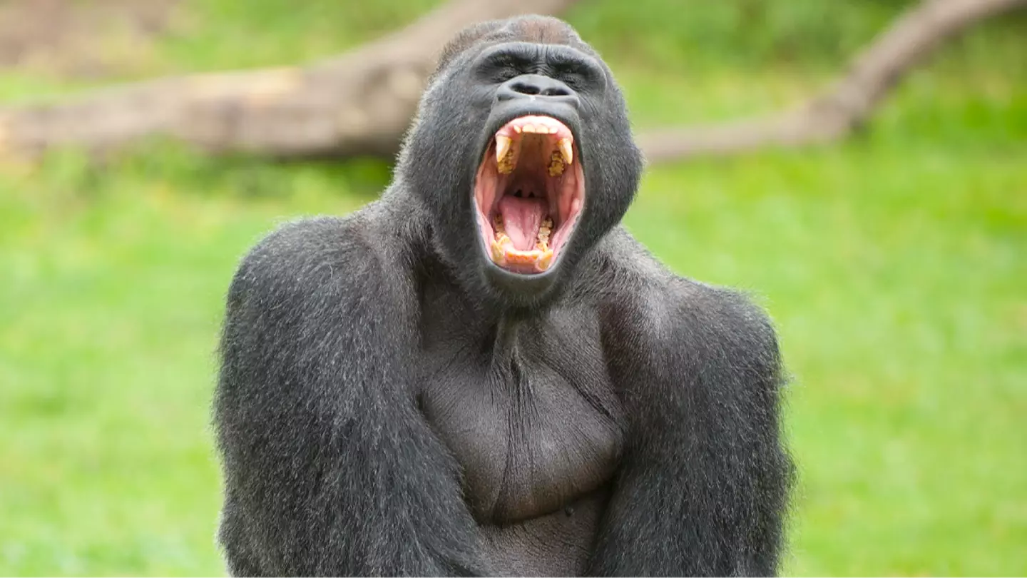 Getty Stock Image