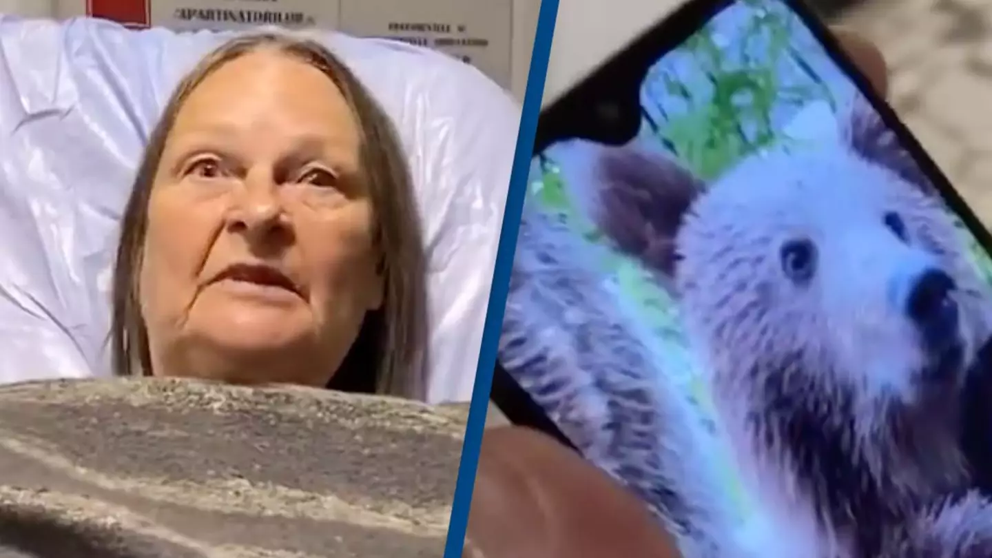 Tourist mauled after winding window down to take selfie with bear