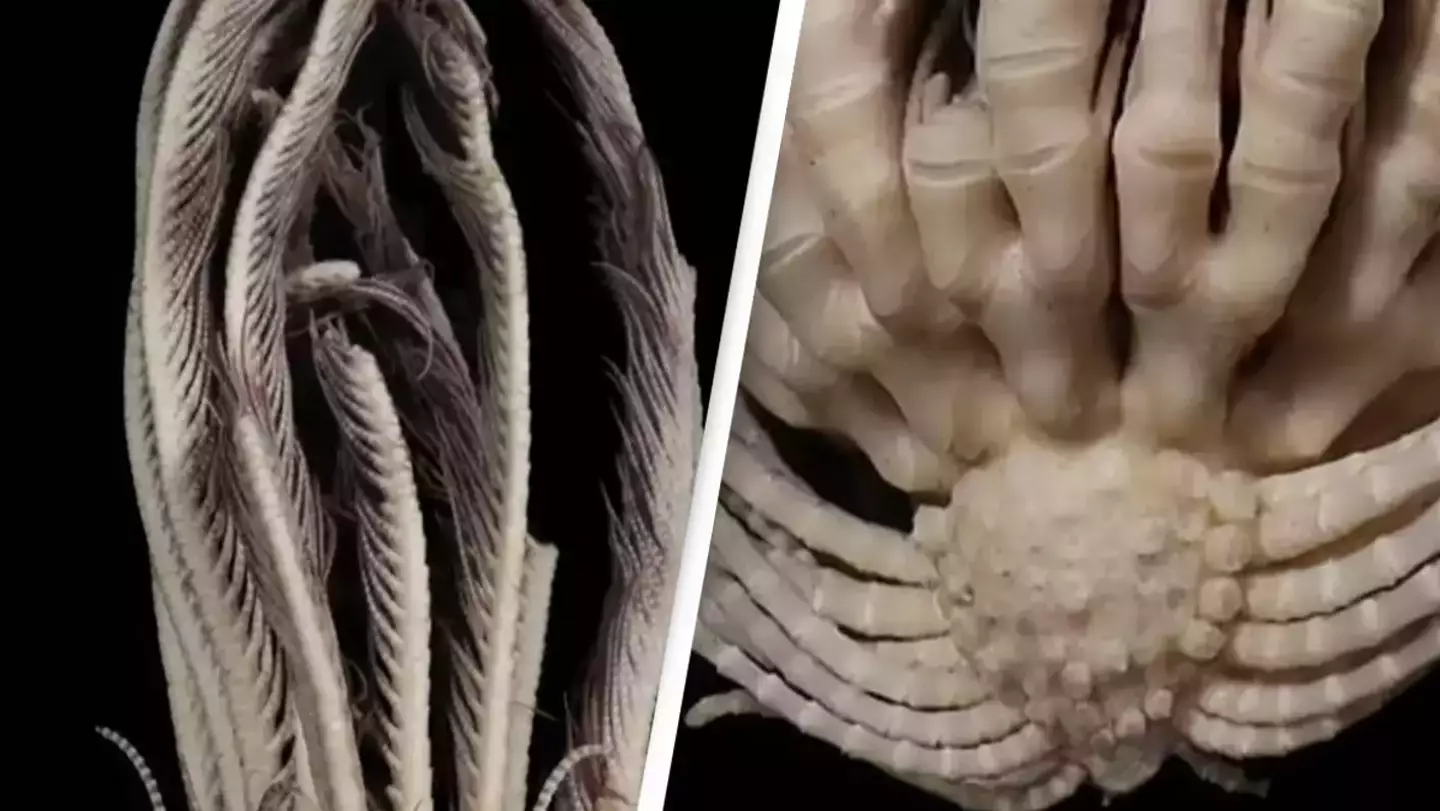 Frightening new species of 'sea monster' has 20 arms and looks like facehugger from Alien