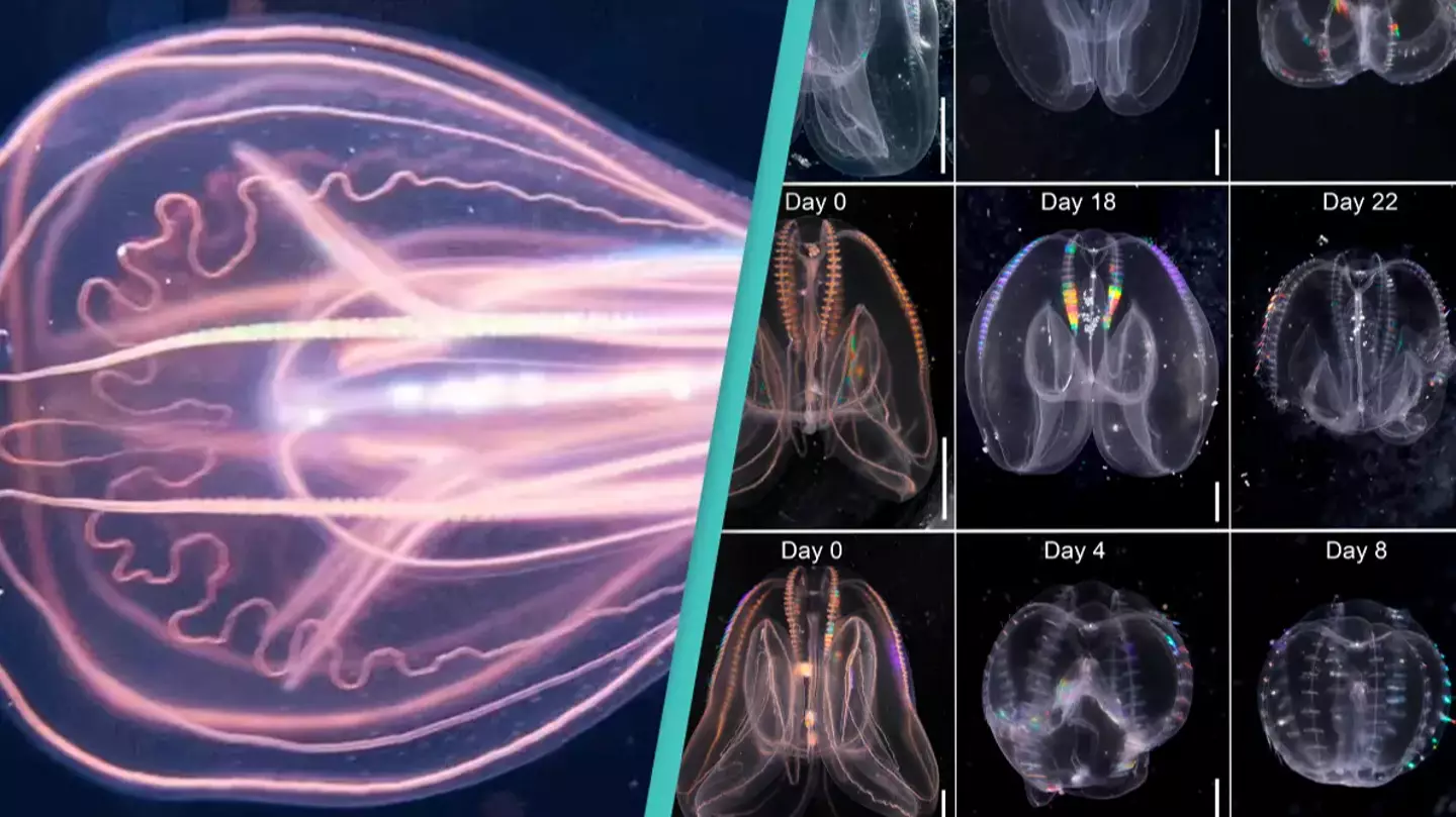 Scientists accidentally discover 'immortal' sea creature that has the ability to 'time travel'