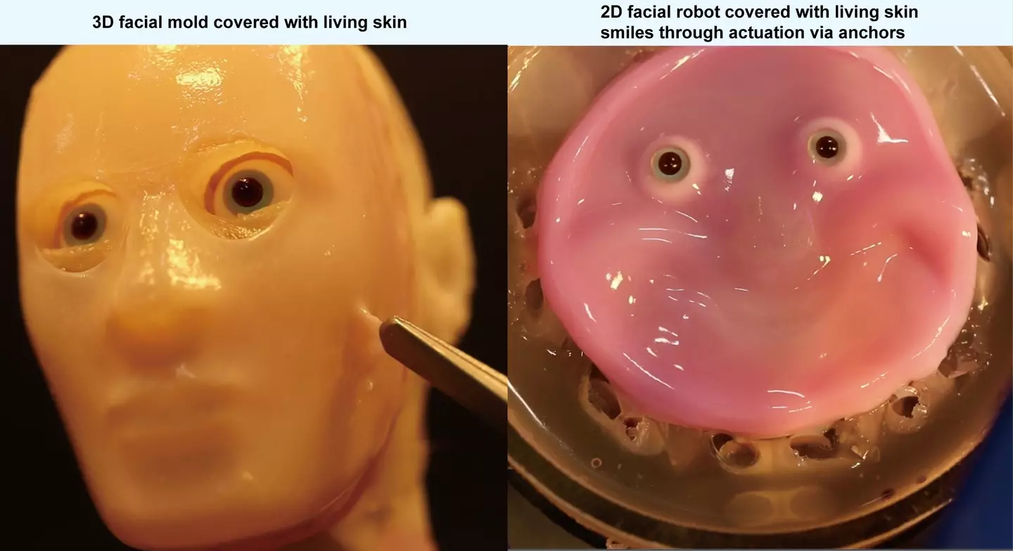 Researchers have created human-like skin. (Takeuchi et al 2024/SWNS)