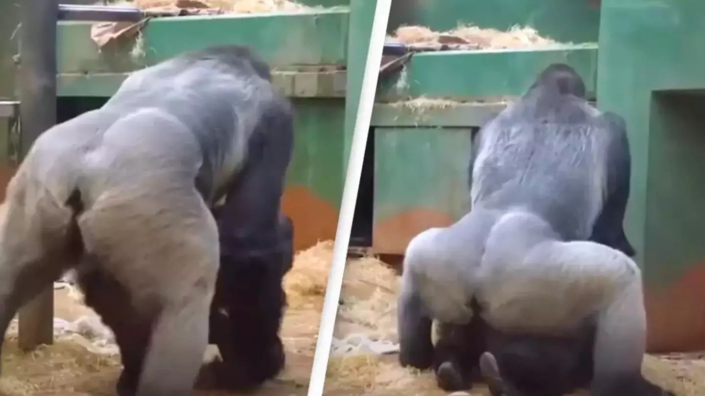 Parents in shock as gorillas mate in front of kids at zoo
