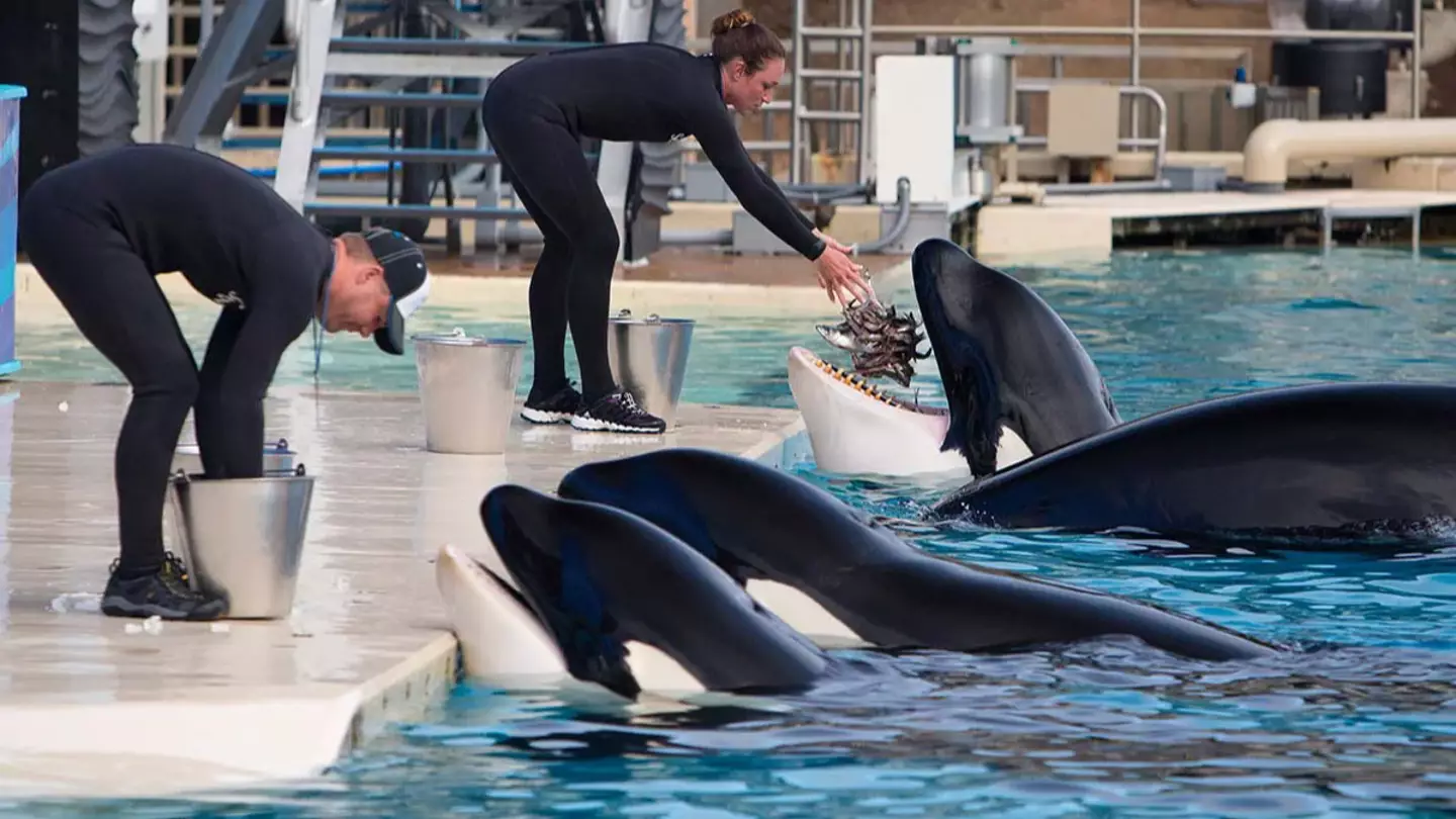 SeaWorld faces huge fine after trainer was injured by killer whale