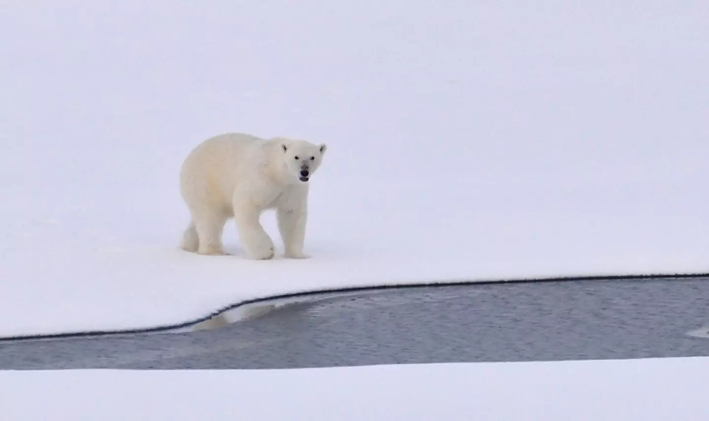 Polar bears are often described as the poster child for the impacts of climate change.