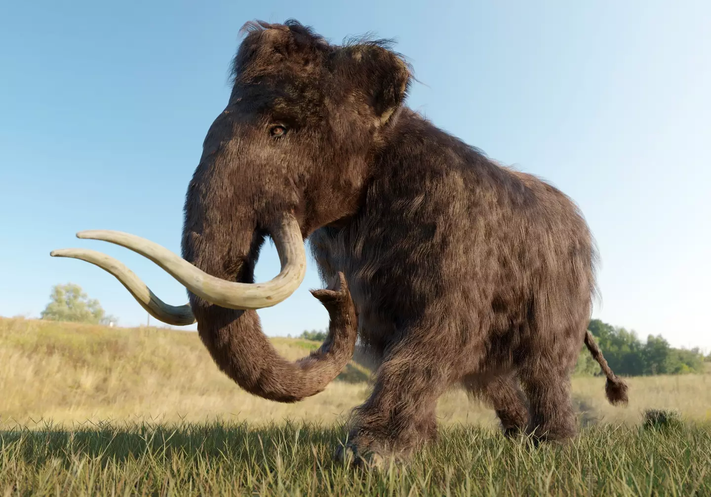 Scientists are trying to bring back the wooly mammoth.