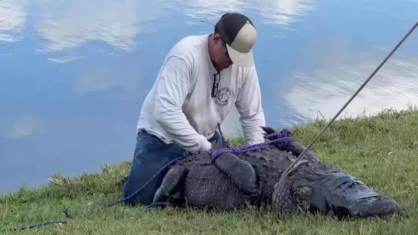 The alligator has since been removed from the area.