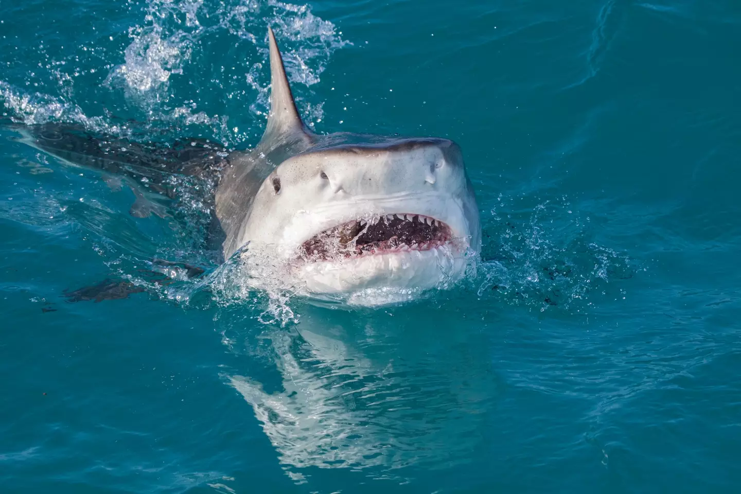 Tiger sharks are one of the most likely species of shark to attack humans.