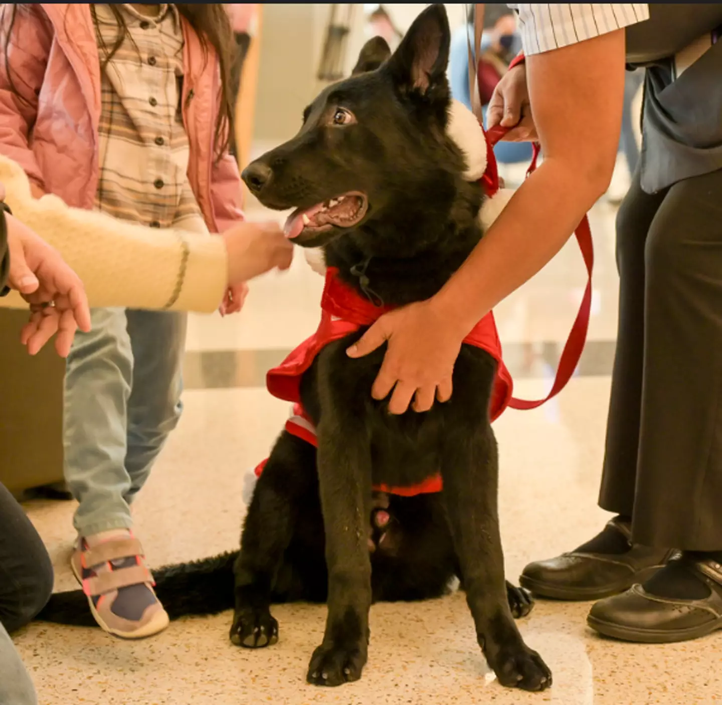 The dog has now found his forever home.