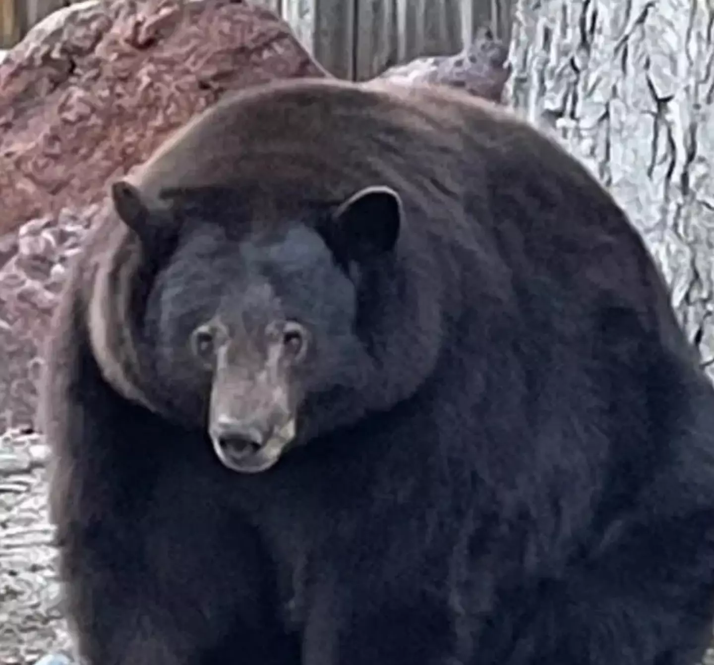 Hank has finally been captured after more than a year on the run.