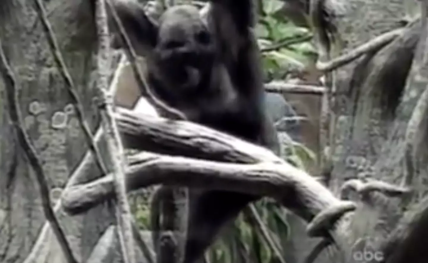 Binti approached the boy after he fell into her enclosure.