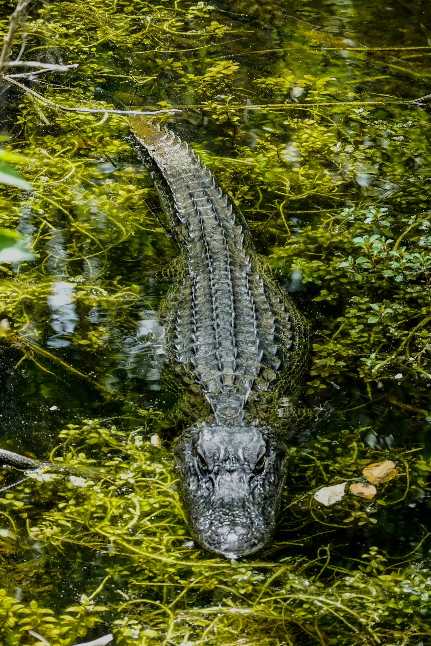 An alligator moving in a shallow body of water. (pexels/Henning Roettger)