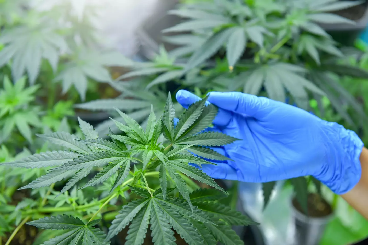 THC is a psychoactive chemical found in cannabis that gives you a 'high' (Getty Stock Image)