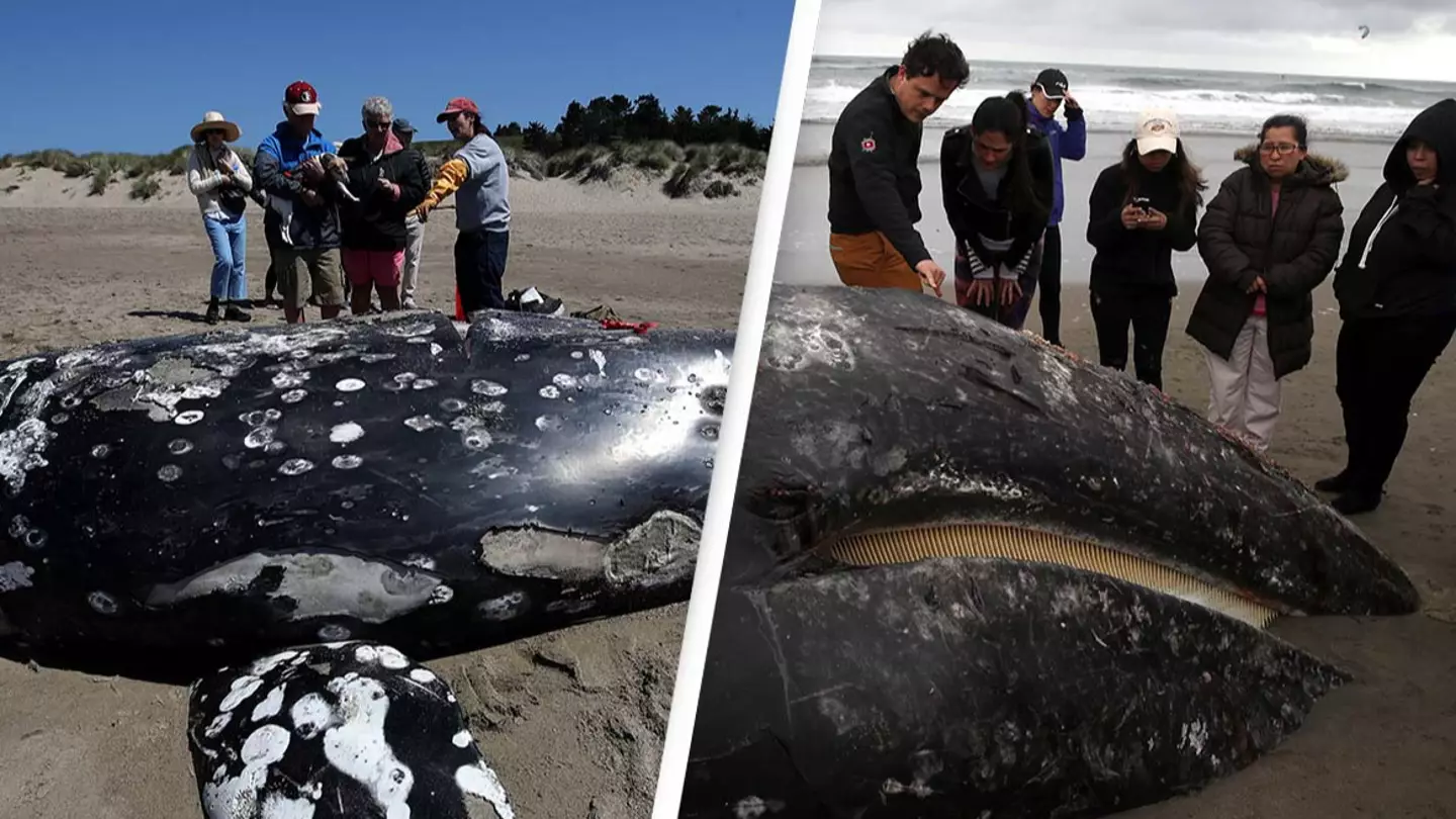 Mystery behind why 2,000 gray whales died on the same coast has finally been solved