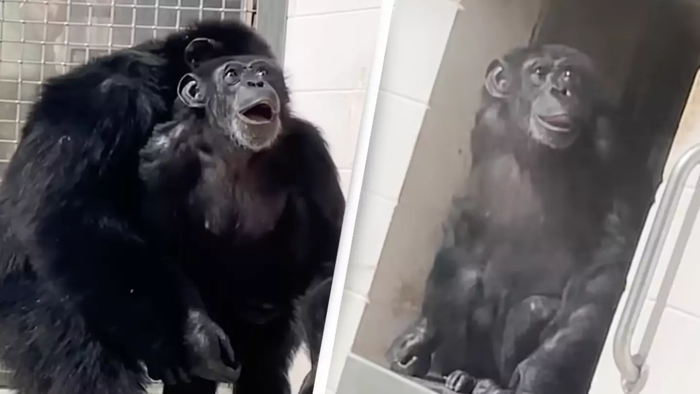 Chimp who was caged for entire life captured seeing sky for the first time