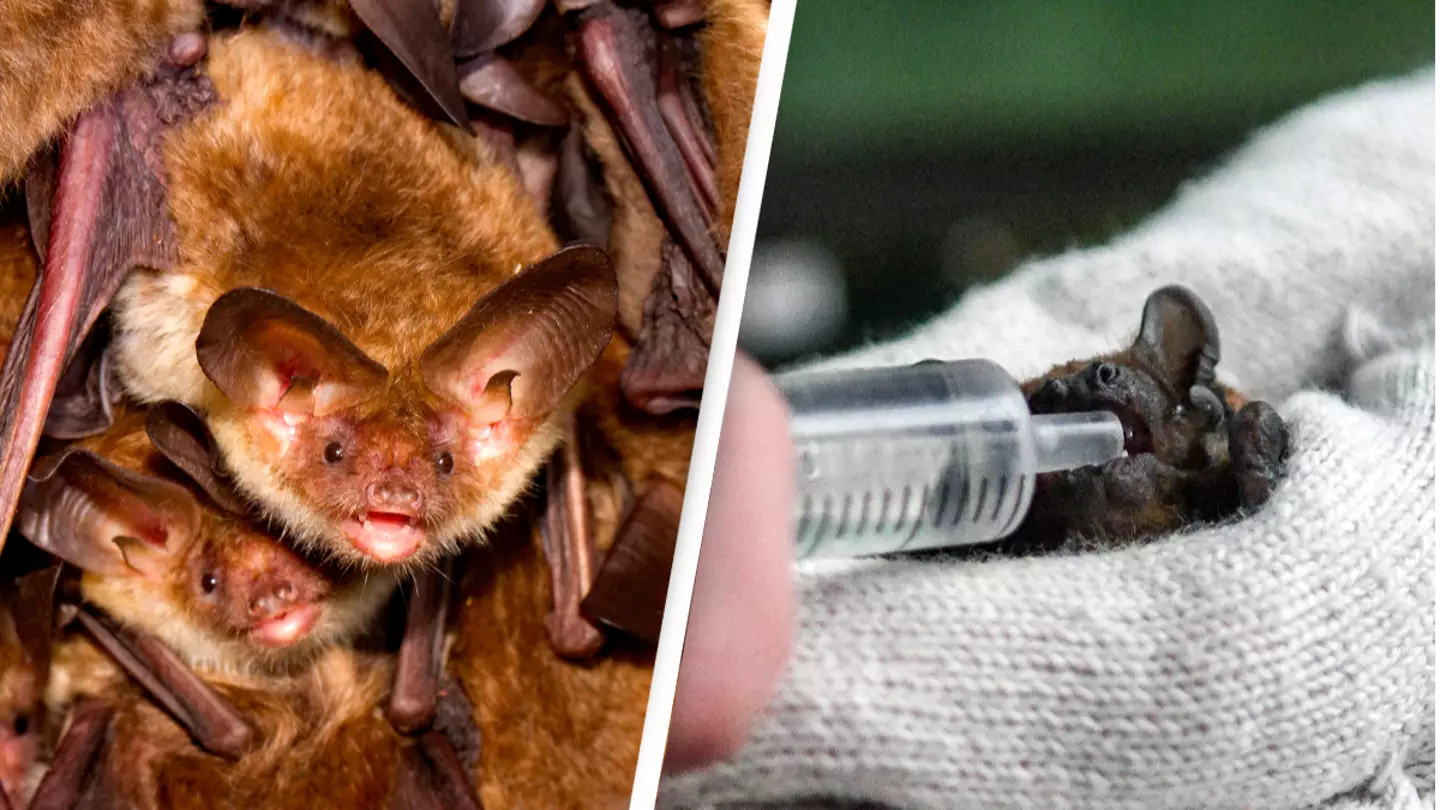 Ukrainians Who Had To Store Bats In Their Fridges During Invasion Set Them Free