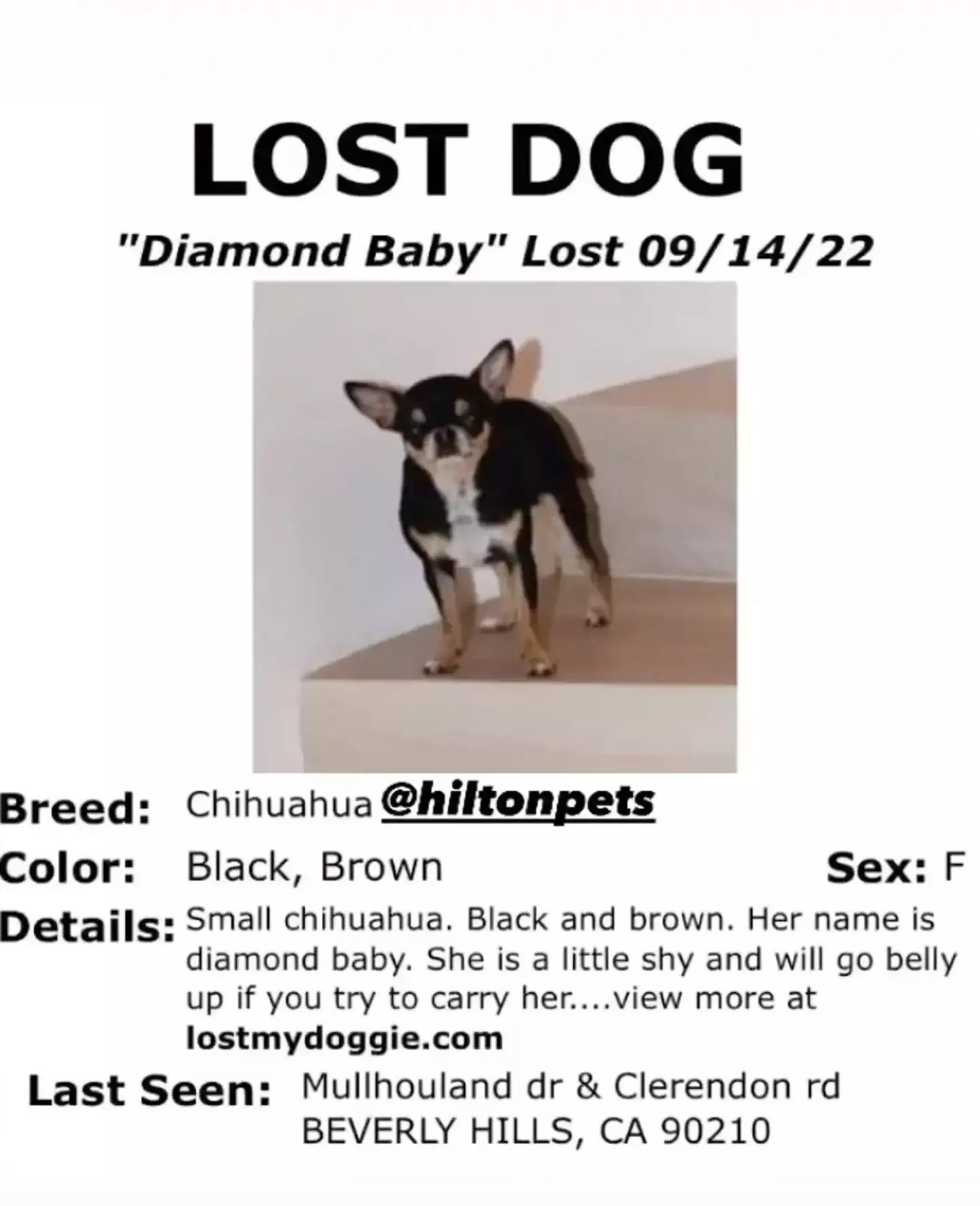 She gave plenty of details about Diamond Baby in the initial missing dog poster.
