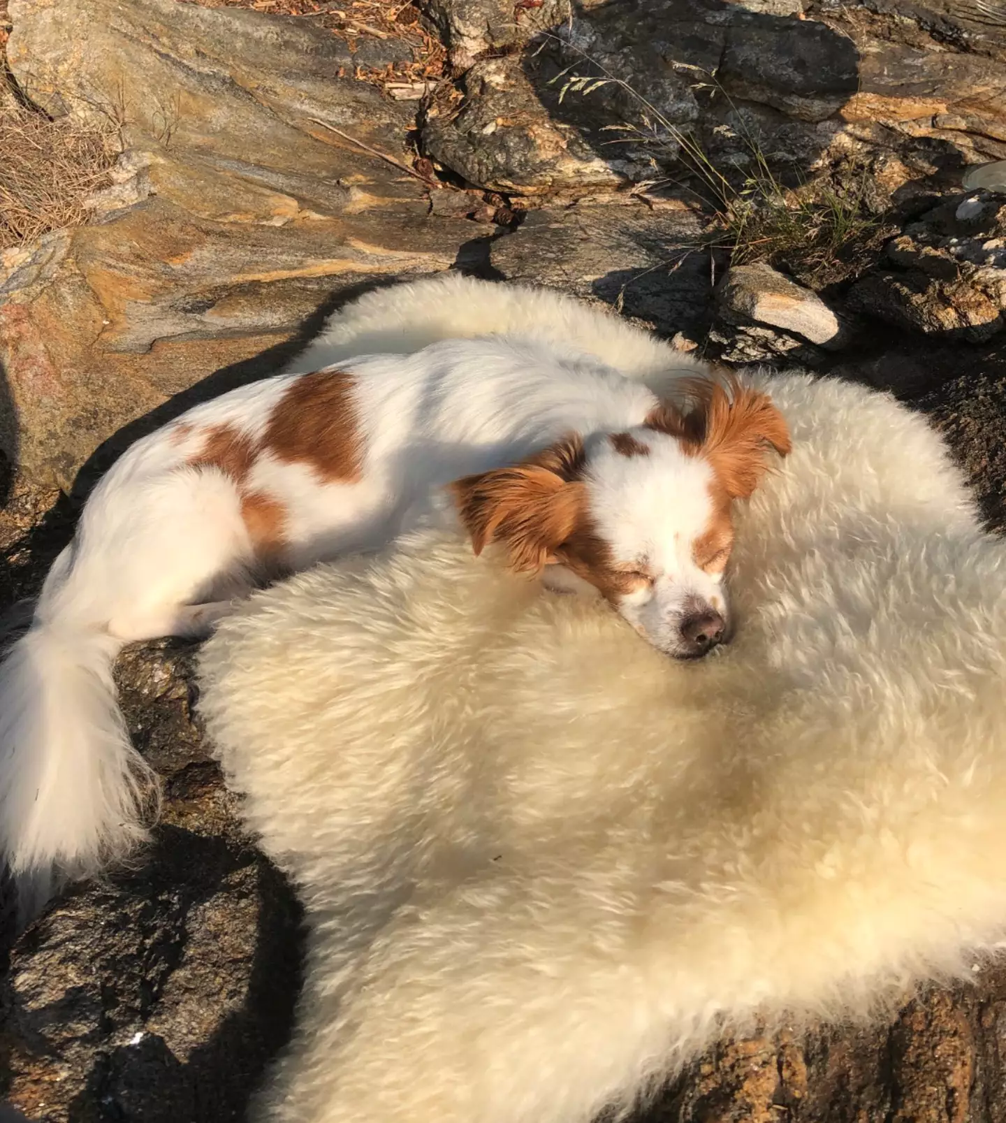 Hazel has been missing since Sunday (March 17).