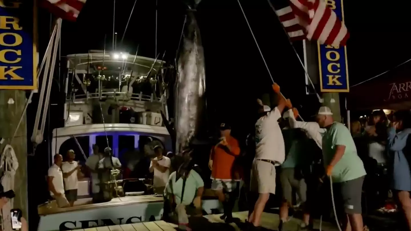 Officials of the Big Rock Blue Marlin Tournament in North Carolina disqualified a crew for what some might call a pretty harsh rule.