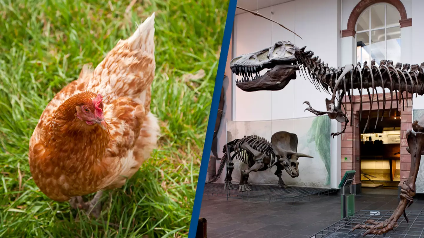 Scientists grow chickens with dinosaur legs as they aim to prove how evolution works