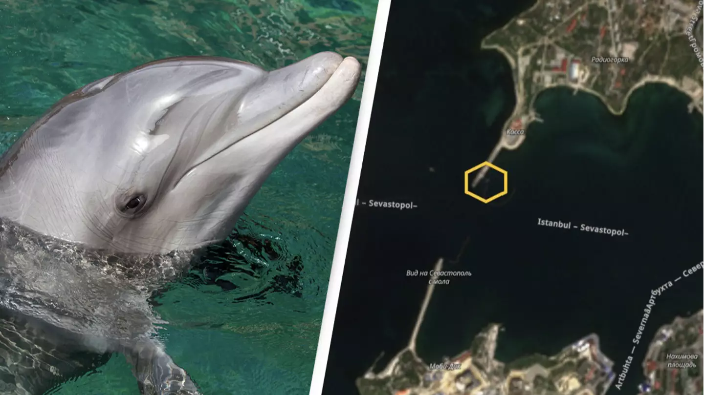 Russians Are Using Trained Dolphins To Protect Naval Base, Expert Says