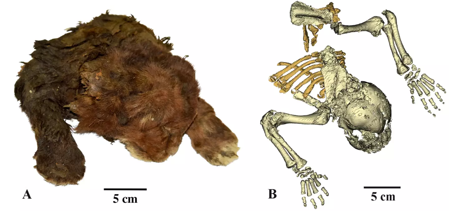 The cub is 35,0000 years old ( A V Lopatin/Scientific Reports, 2024)