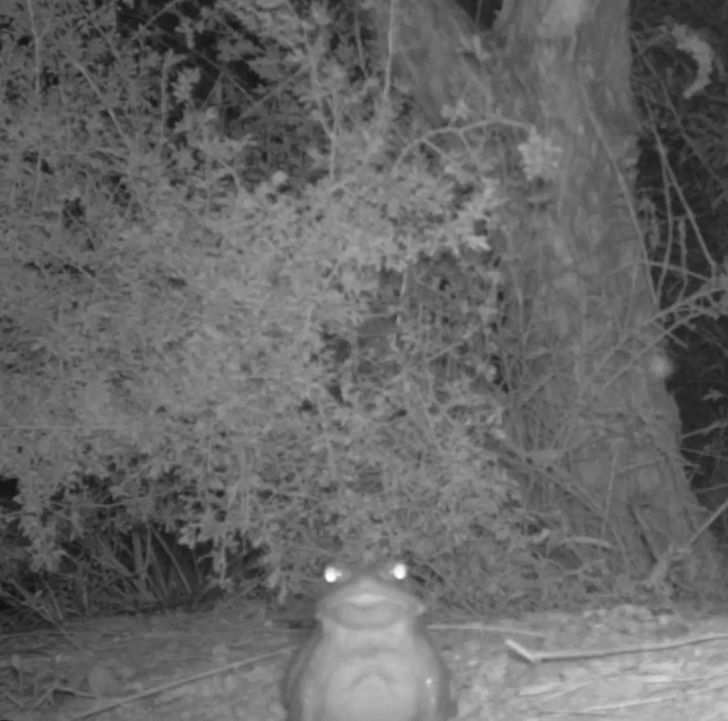 A Sonoran Desert toad at night.