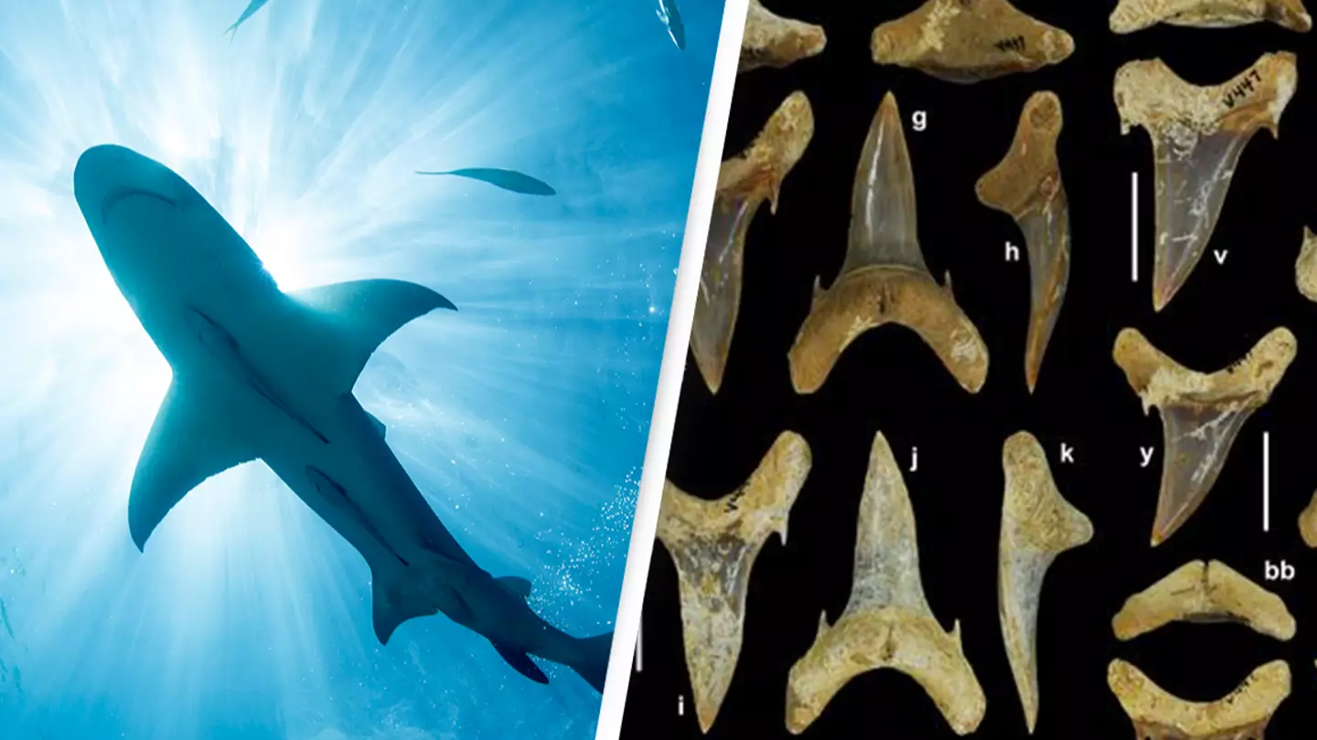 Getty Images/Stephen Frink/Ebersole et al.