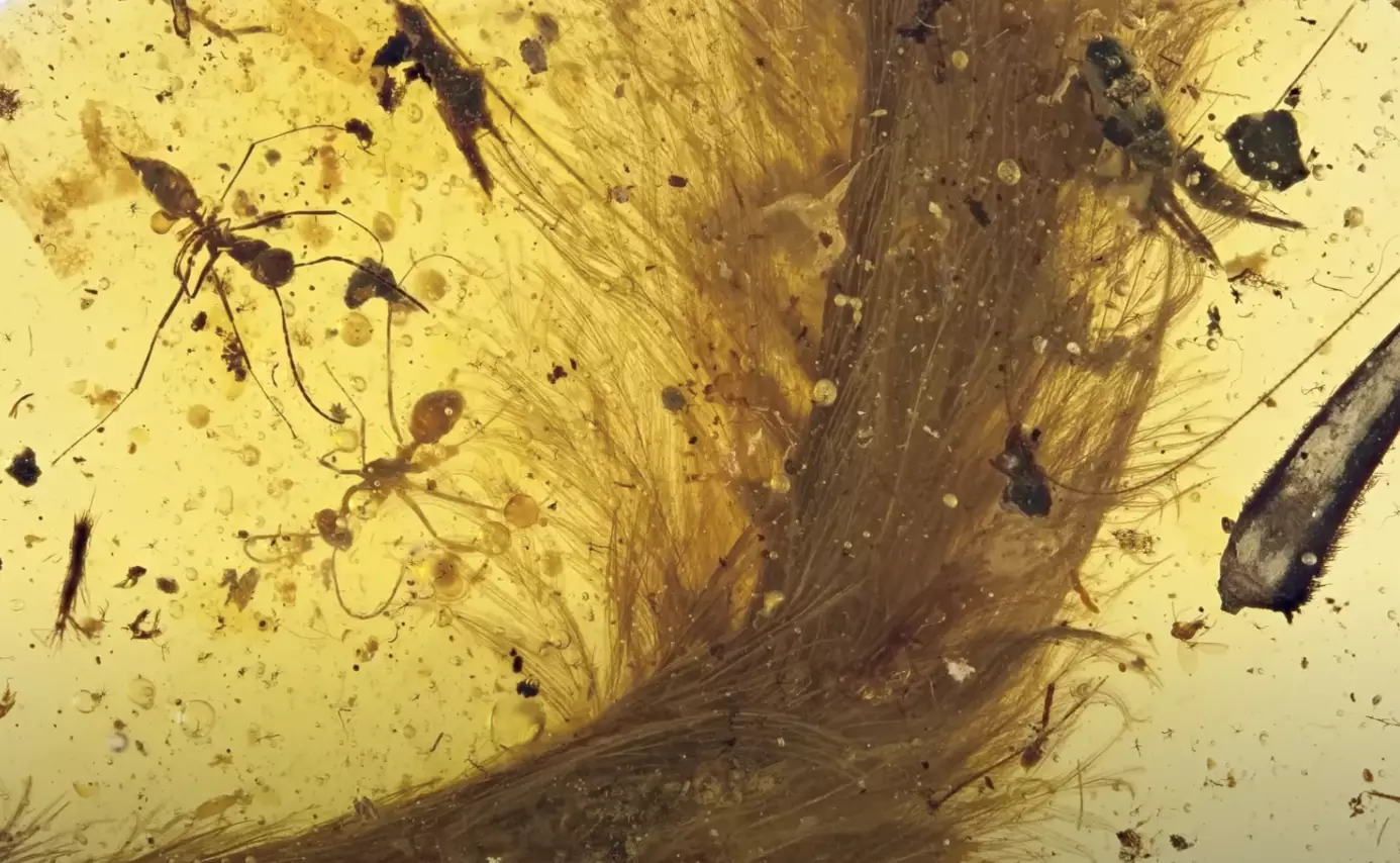 A feathered tail was discovered (National Geographic)