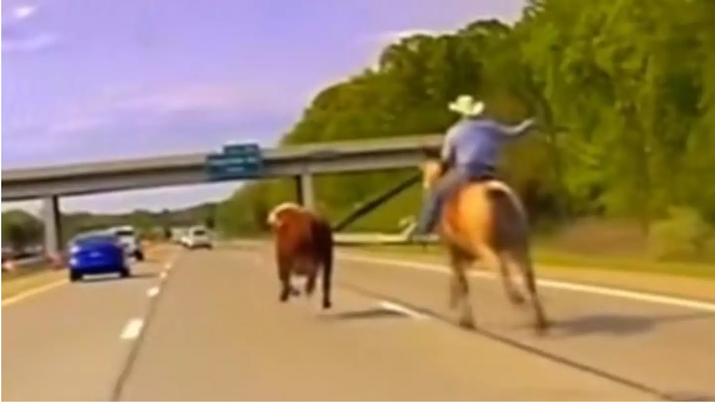 Cowboy spotted galloping on US interstate to wrangle a runaway cow