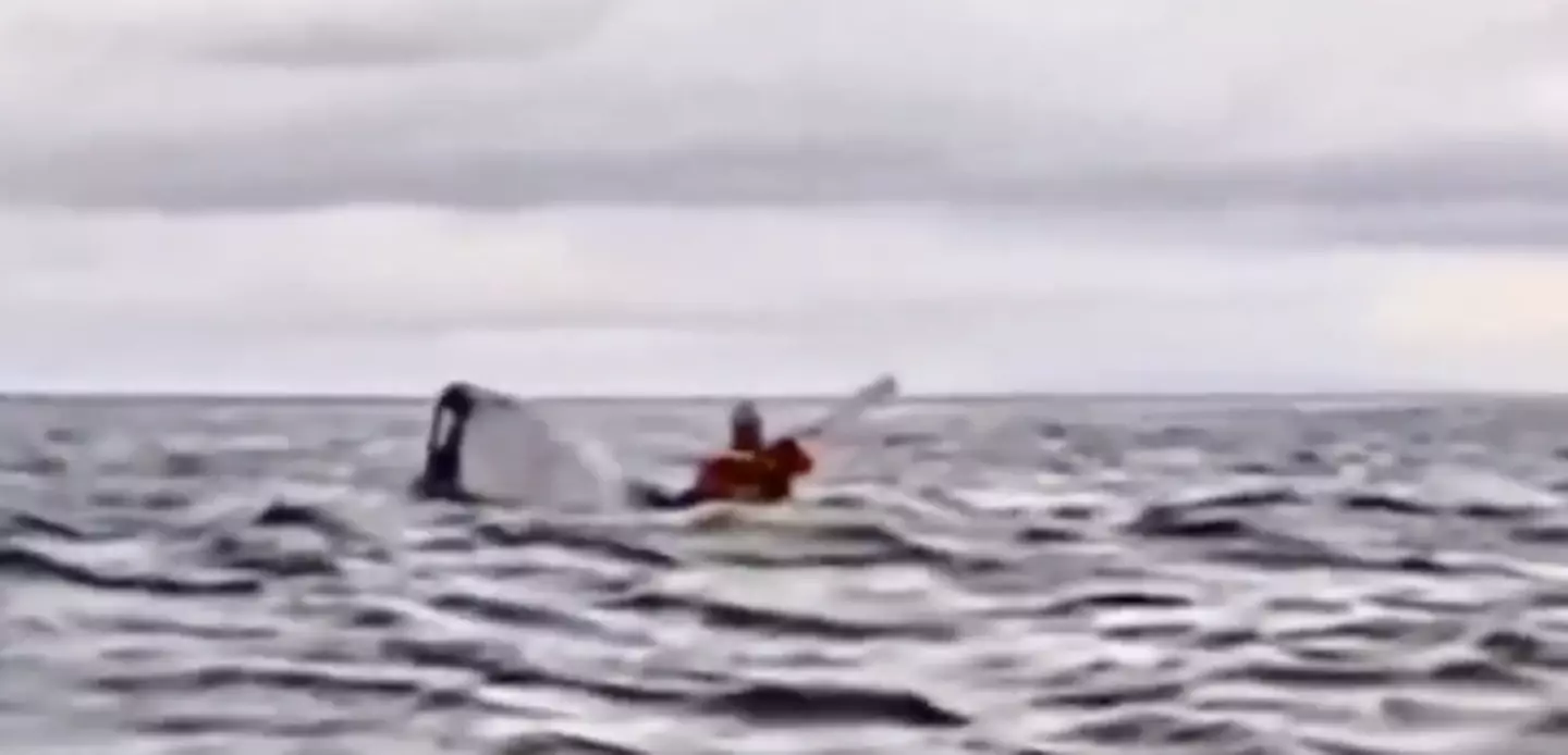 The kayaker could be seen disappearing beneath the surface of the waves (Twitter/@AMAZlNGNATURE)