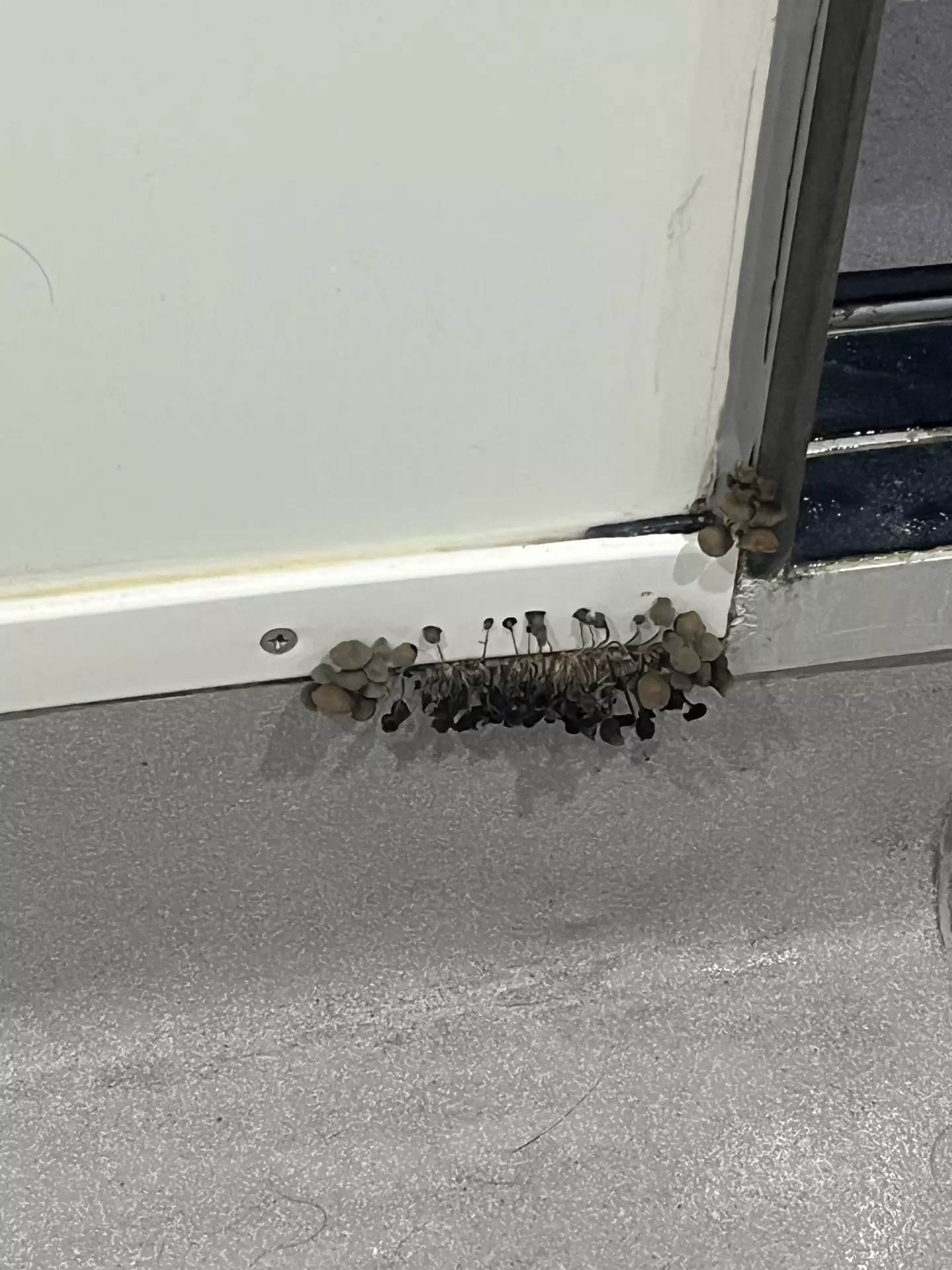 The user posted about their bathroom find (Reddit/xXDANK-MEME-LORDXx)