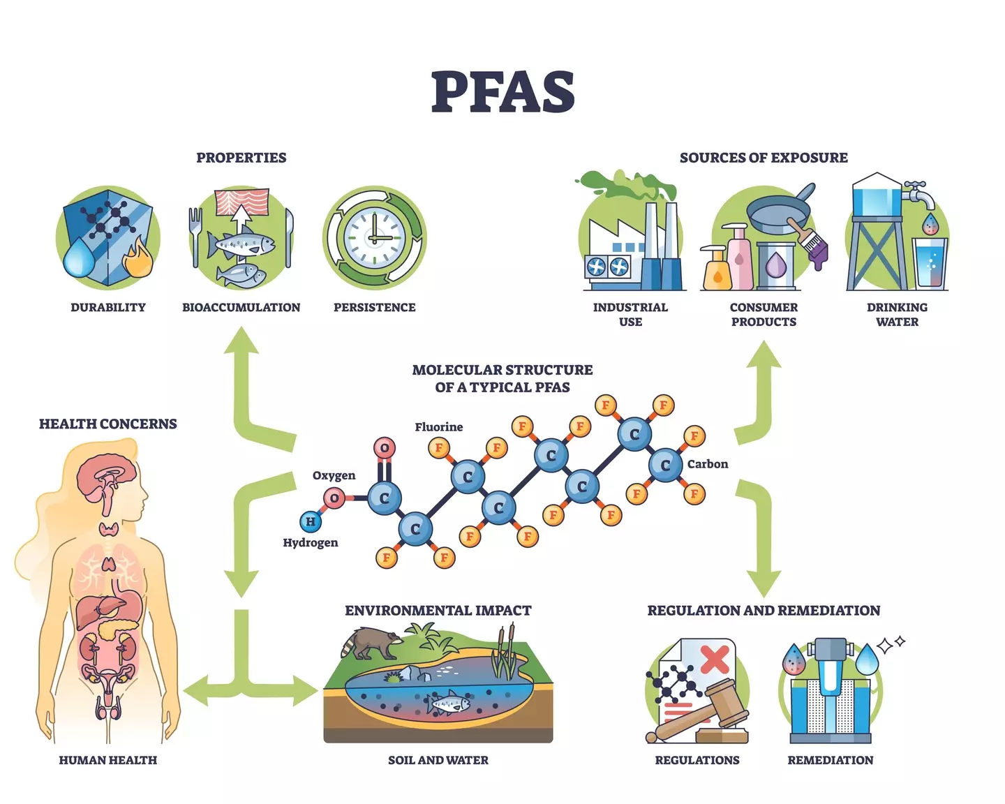A diagram outlining PFAS exposure sources, health concerns, and environmental impact (Getty Stock)
