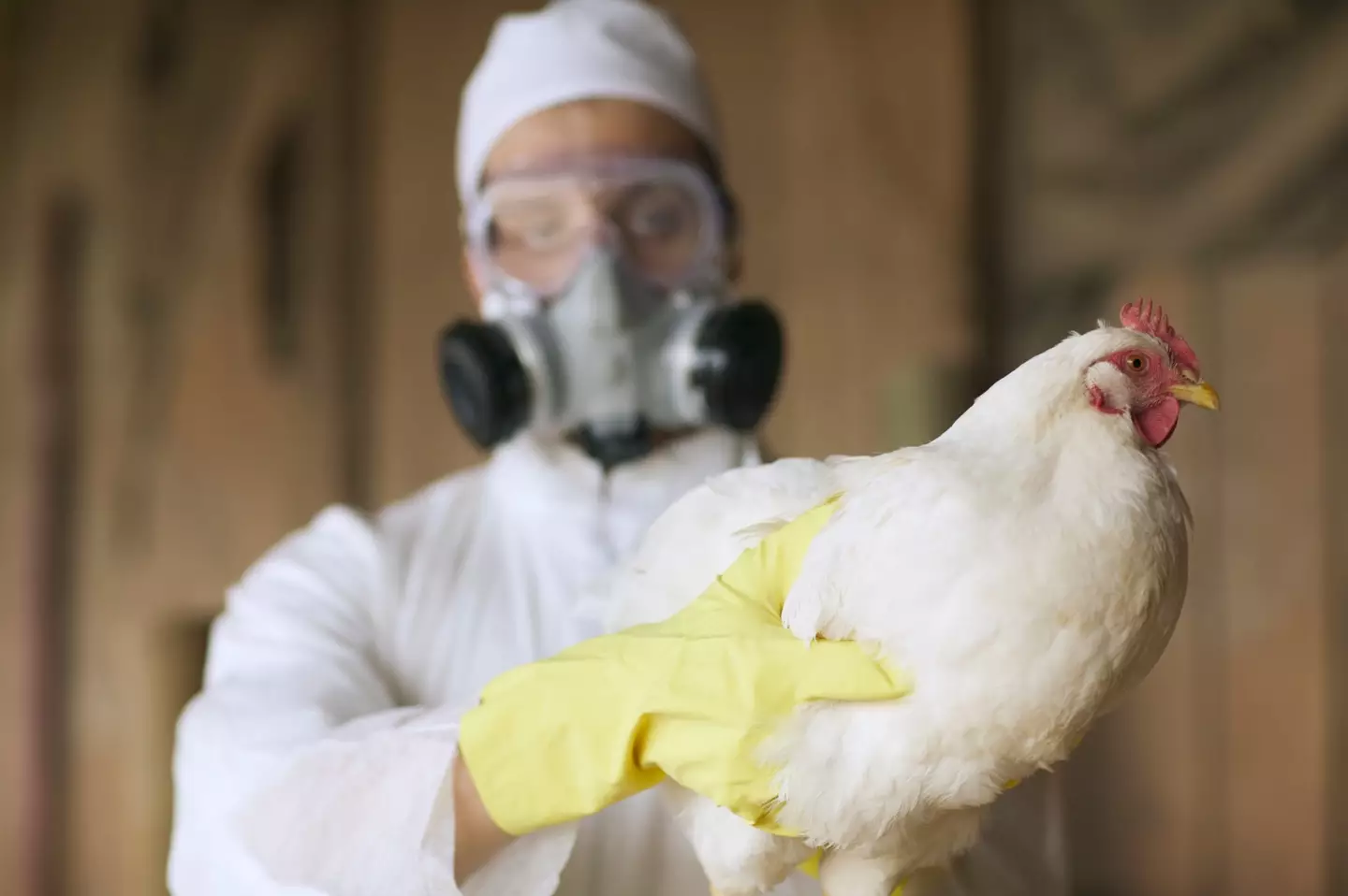 Bird flu can be passed on by touching an infected animal (Getty Stock Photo)