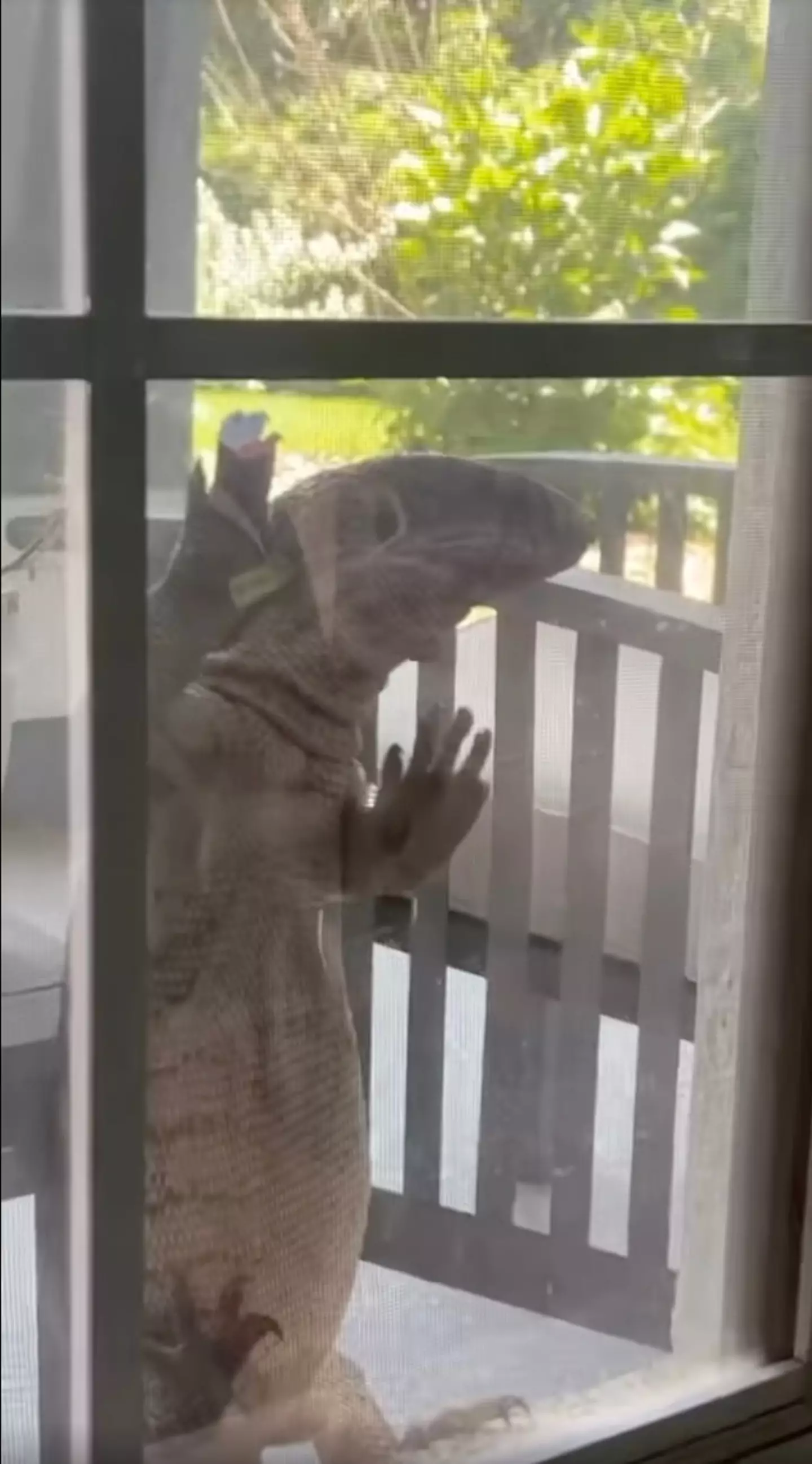 The creature looks like something out of a horror movie.