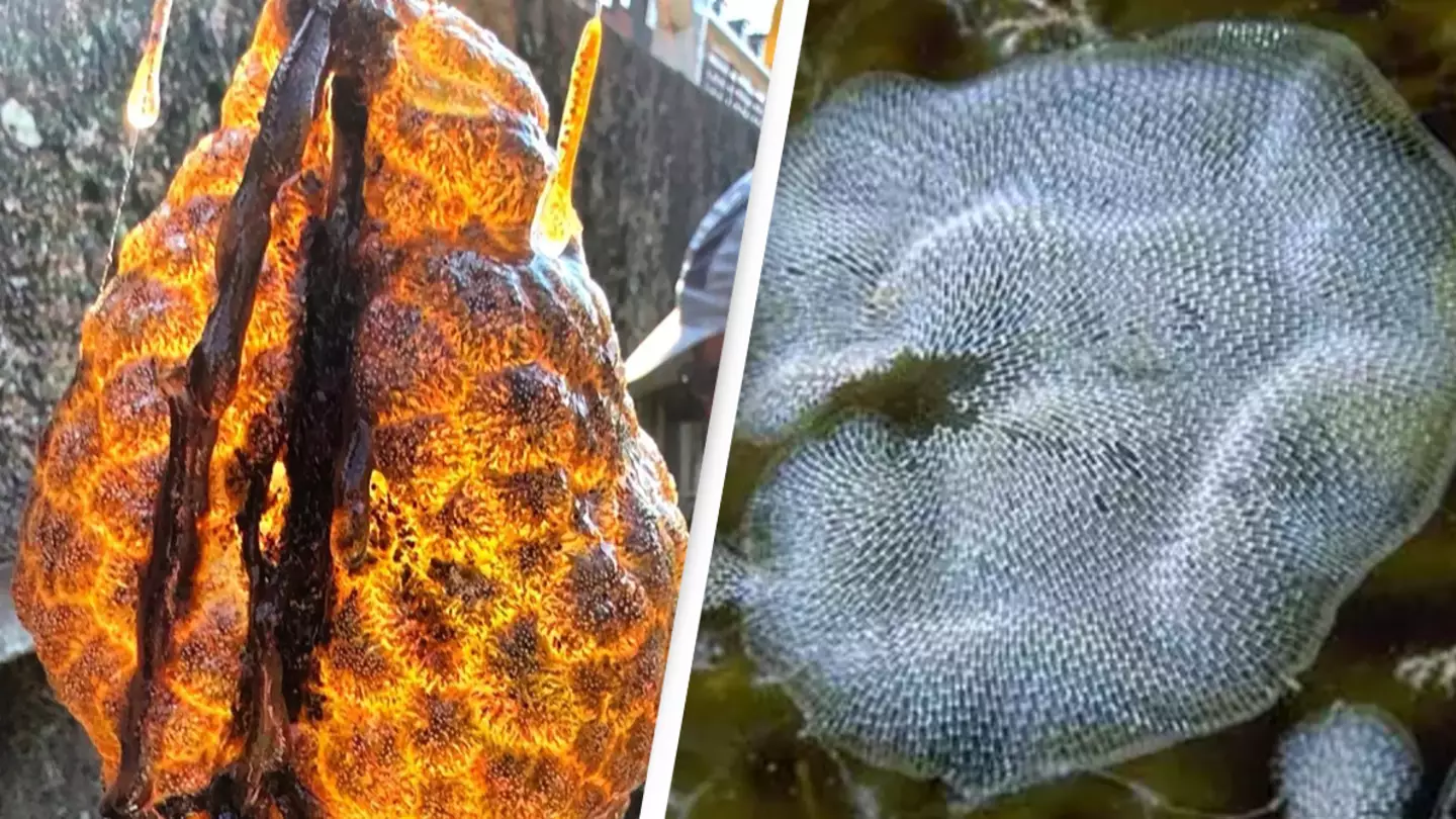 Disturbing 'glowing' orange pods resembling dinosaur eggs discovered for 'first time' in river